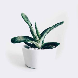 منتجات العناية والجمال 1